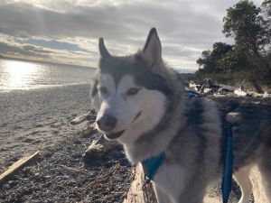 SUMMIT Alaskan Malamute Dog