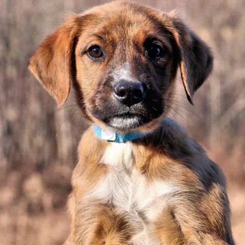 Dog for adoption - CT Thyme, a Labrador Retriever & Catahoula Leopard