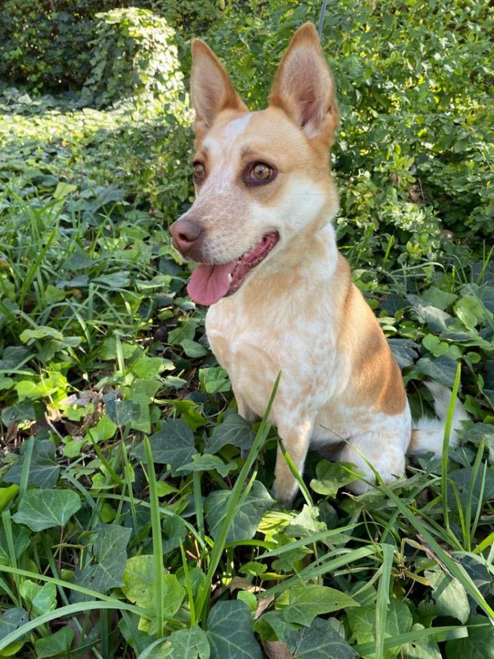 Mexican cattle outlet dog