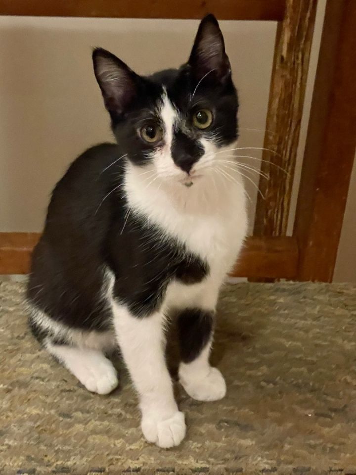 Cat for adoption Chewy a Domestic Short Hair Mix in Lacon IL