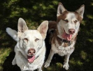 Sky Siberian Husky Dog