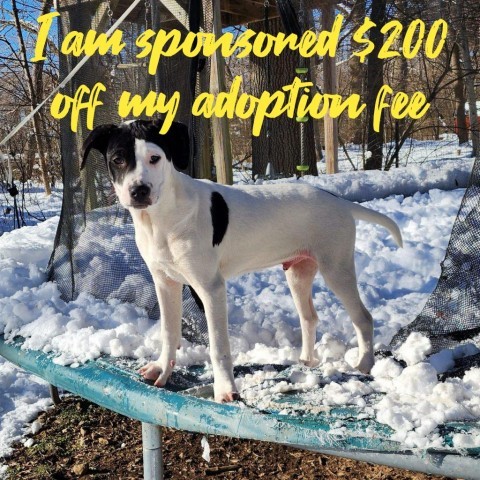 Dog for adoption - NY Foggy Avail Jan 13 (Choice Pet Carmel), a ...