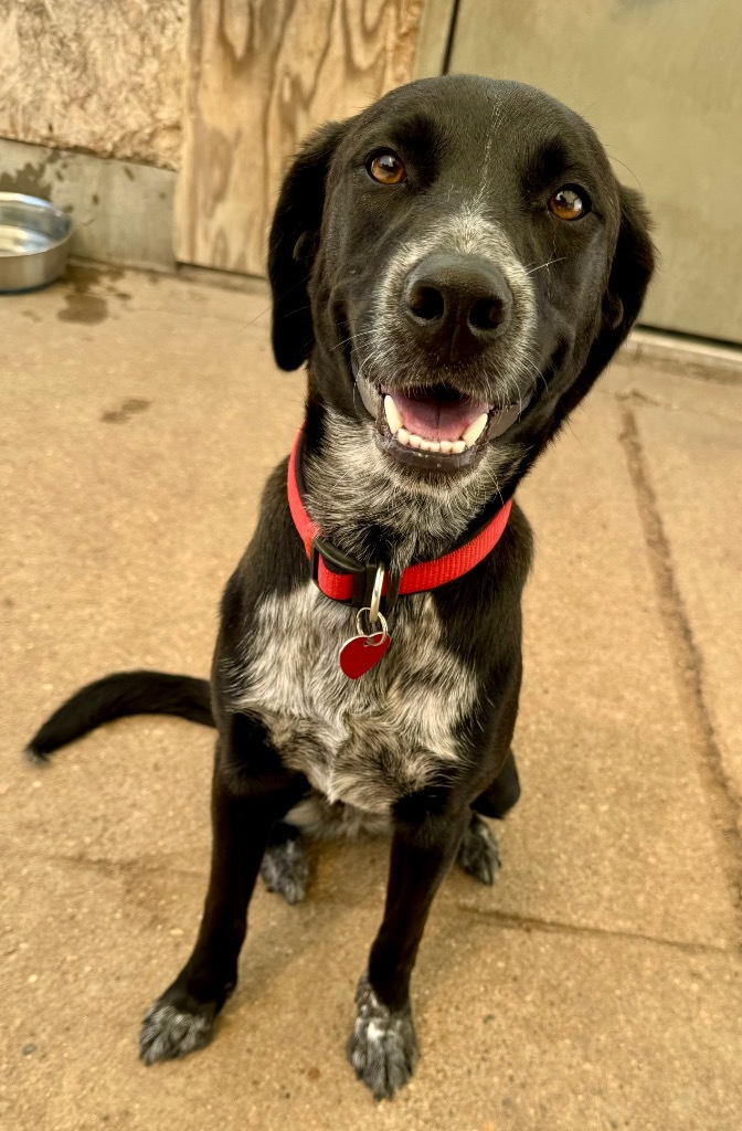 Miley, an adoptable Australian Cattle Dog / Blue Heeler in Hastings, NE, 68901 | Photo Image 1