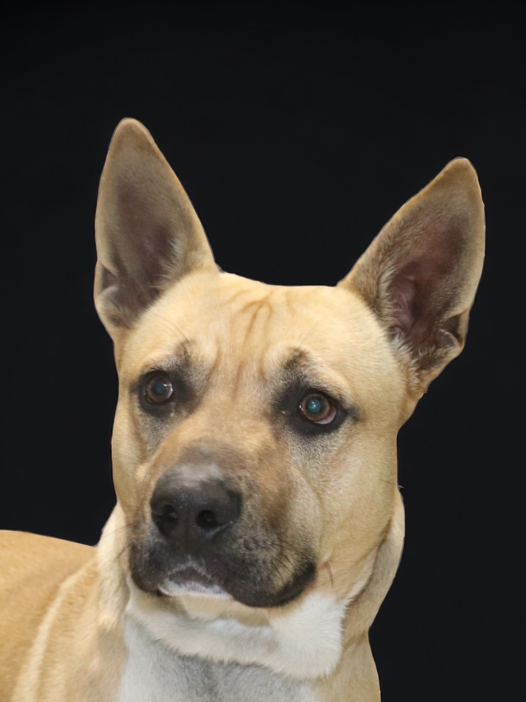 Tonto, an adoptable Labrador Retriever, Basenji in Palatine, IL, 60078 | Photo Image 1