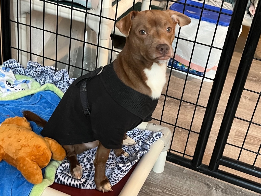 Dog for adoption Randy, a Dachshund & Smooth Fox Terrier Mix in