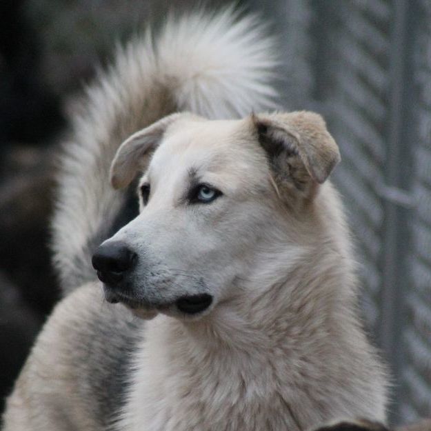 Anatolian shepherd sale and husky mix