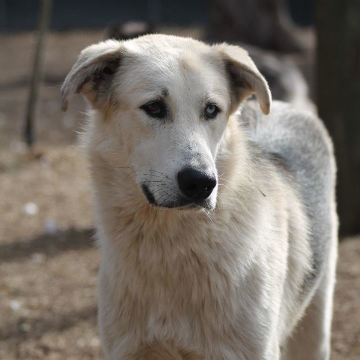 Anatolian shepherd sale husky mix