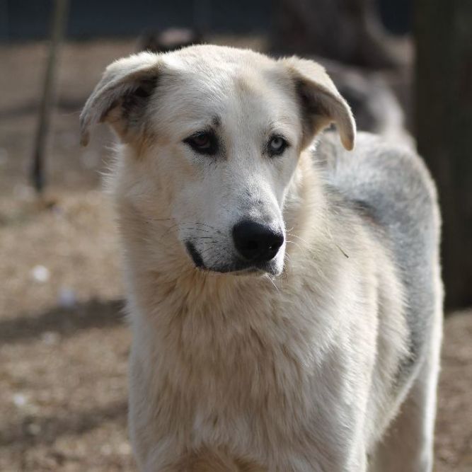 Do anatolian shepherds store have webbed feet