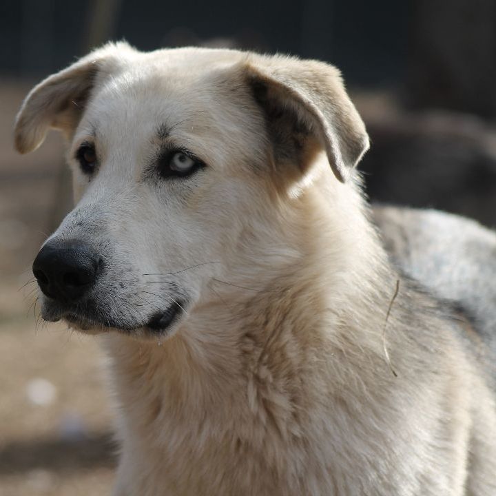 Do anatolian shepherds hot sale have webbed feet