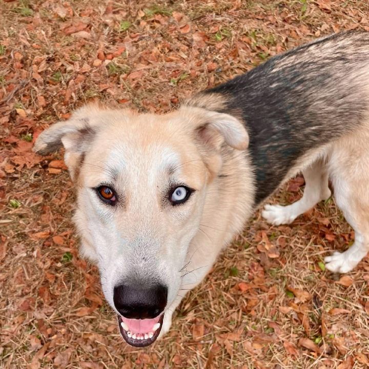 Husky anatolian 2024 shepherd mix