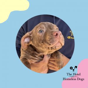 Dog for adoption - Fable, a Labrador Retriever in Cumberland, RI