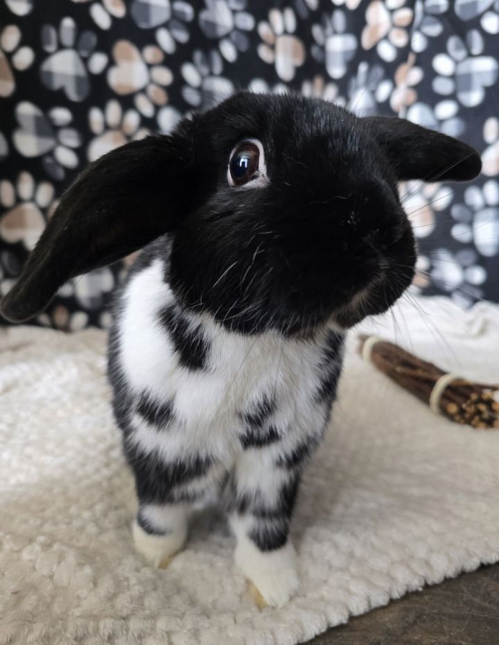 Binx 1