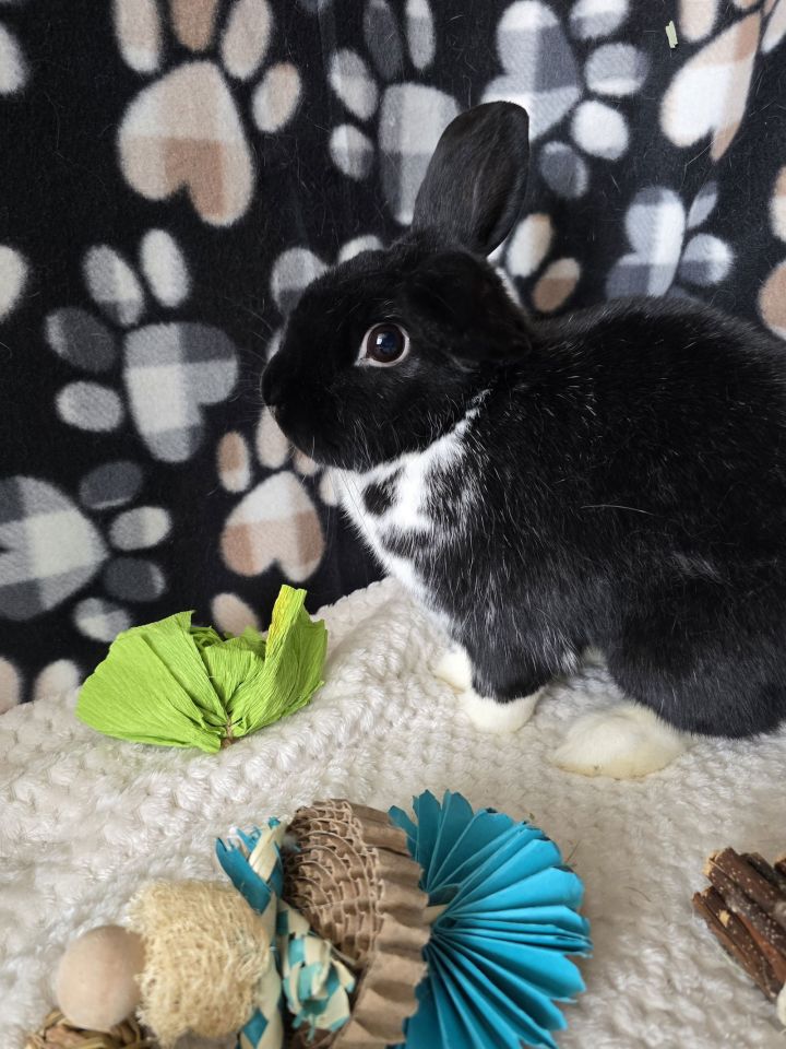 Binx 3