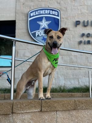 Babe Ruth, an adoptable Black Mouth Cur & Shepherd Mix in Weatherford, TX_image-1