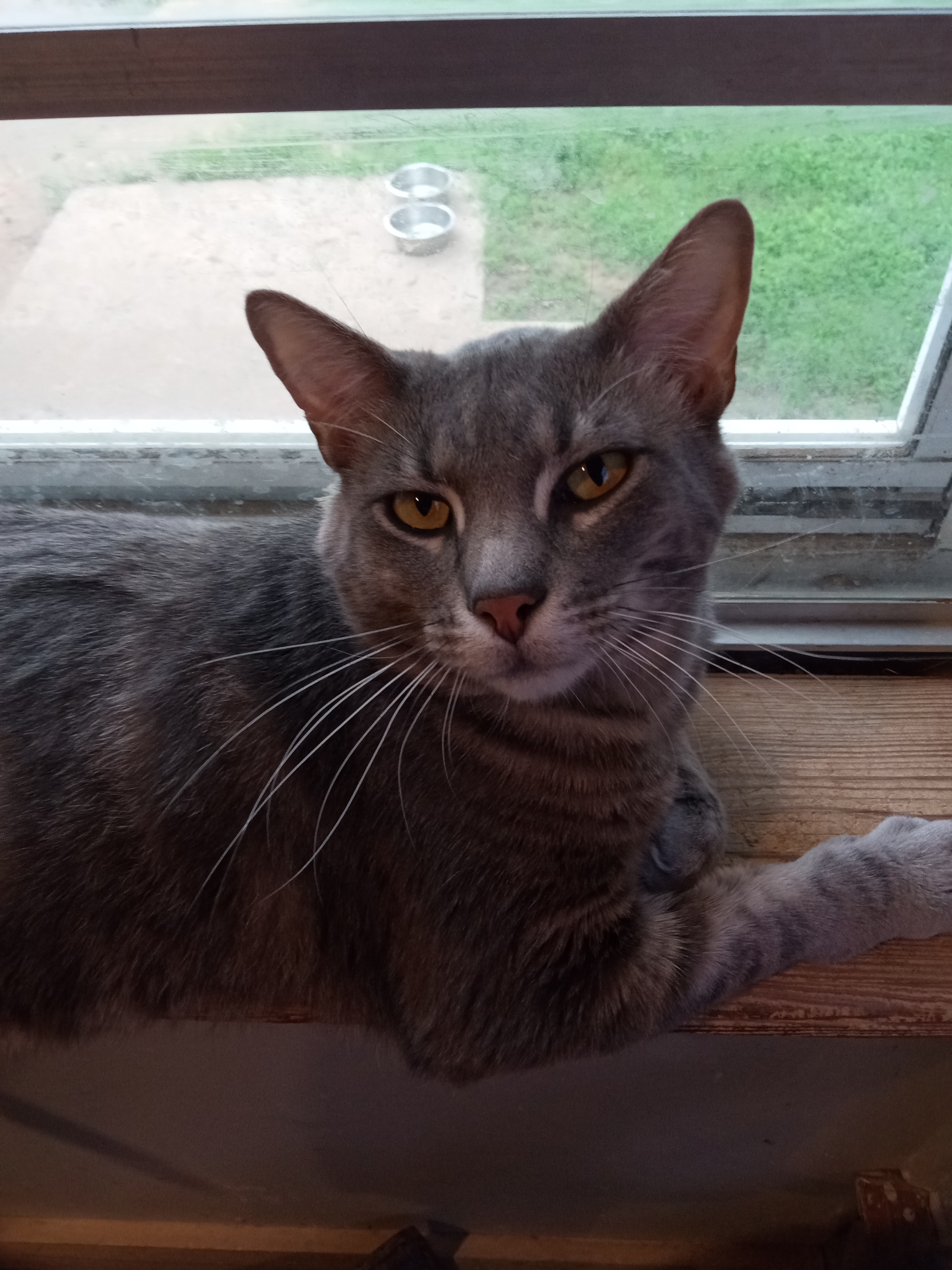 Grey, an adoptable Russian Blue, Domestic Short Hair in Sapulpa, OK, 74066 | Photo Image 2