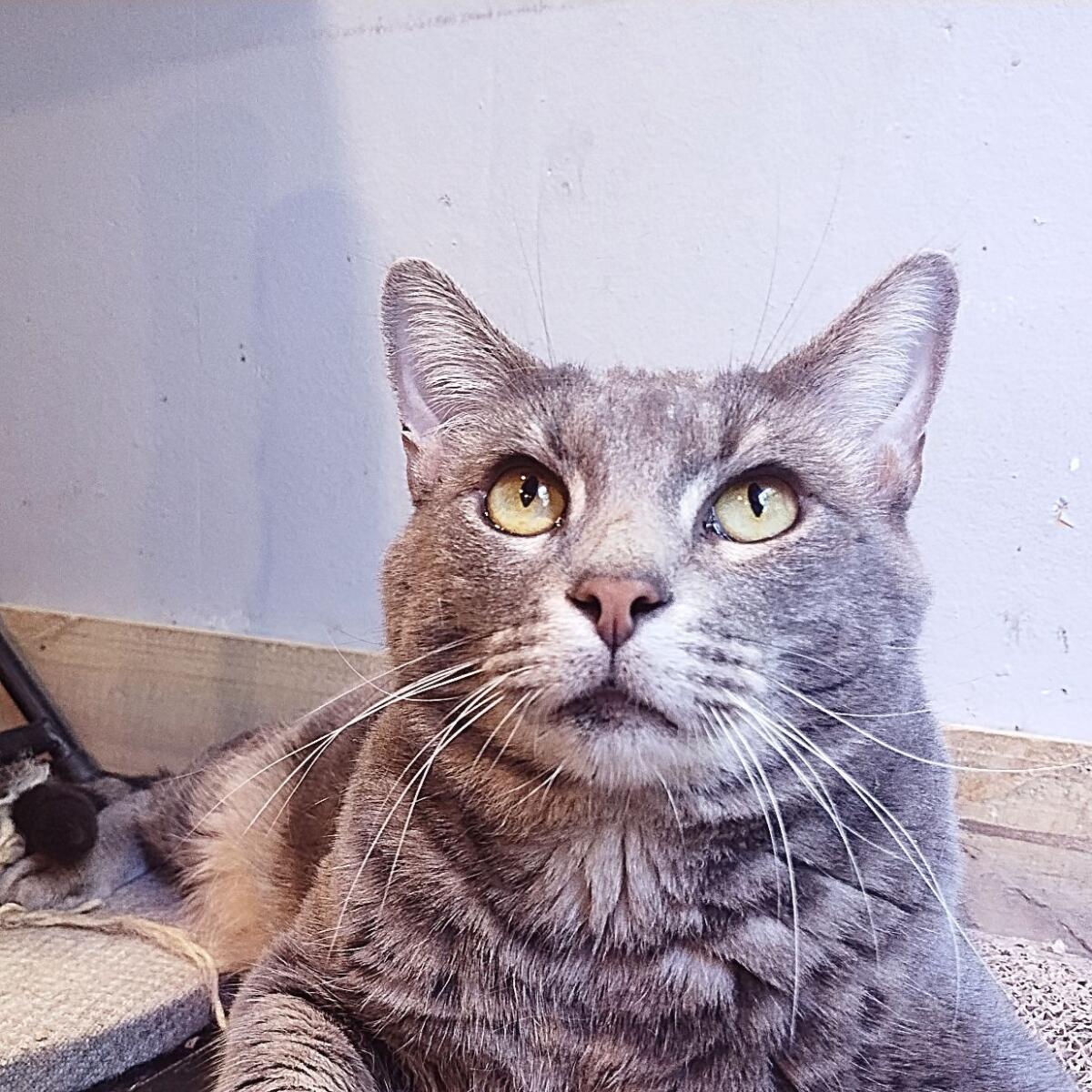 Grey, an adoptable Russian Blue, Domestic Short Hair in Sapulpa, OK, 74066 | Photo Image 2