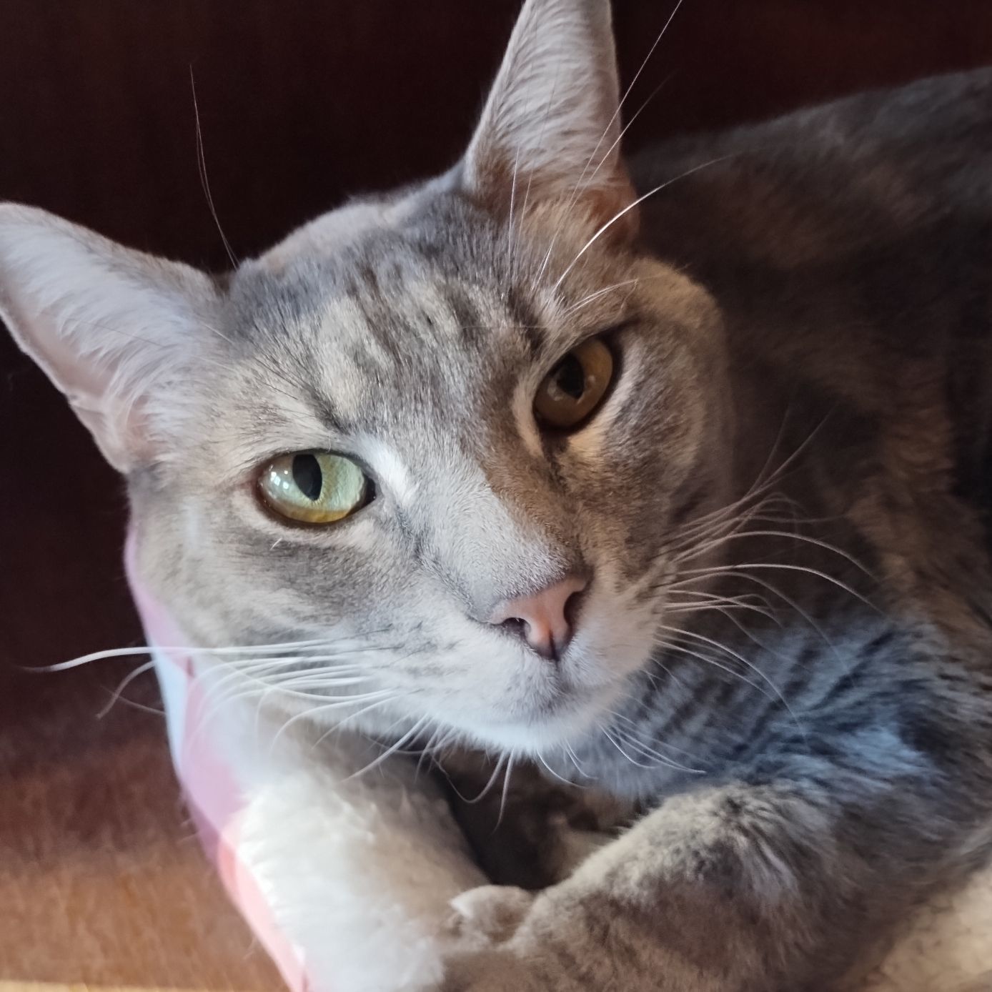 Grey, an adoptable Russian Blue, Domestic Short Hair in Sapulpa, OK, 74066 | Photo Image 4