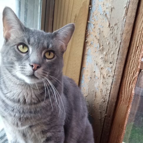 Grey, an adoptable Russian Blue, Domestic Short Hair in Sapulpa, OK, 74066 | Photo Image 5