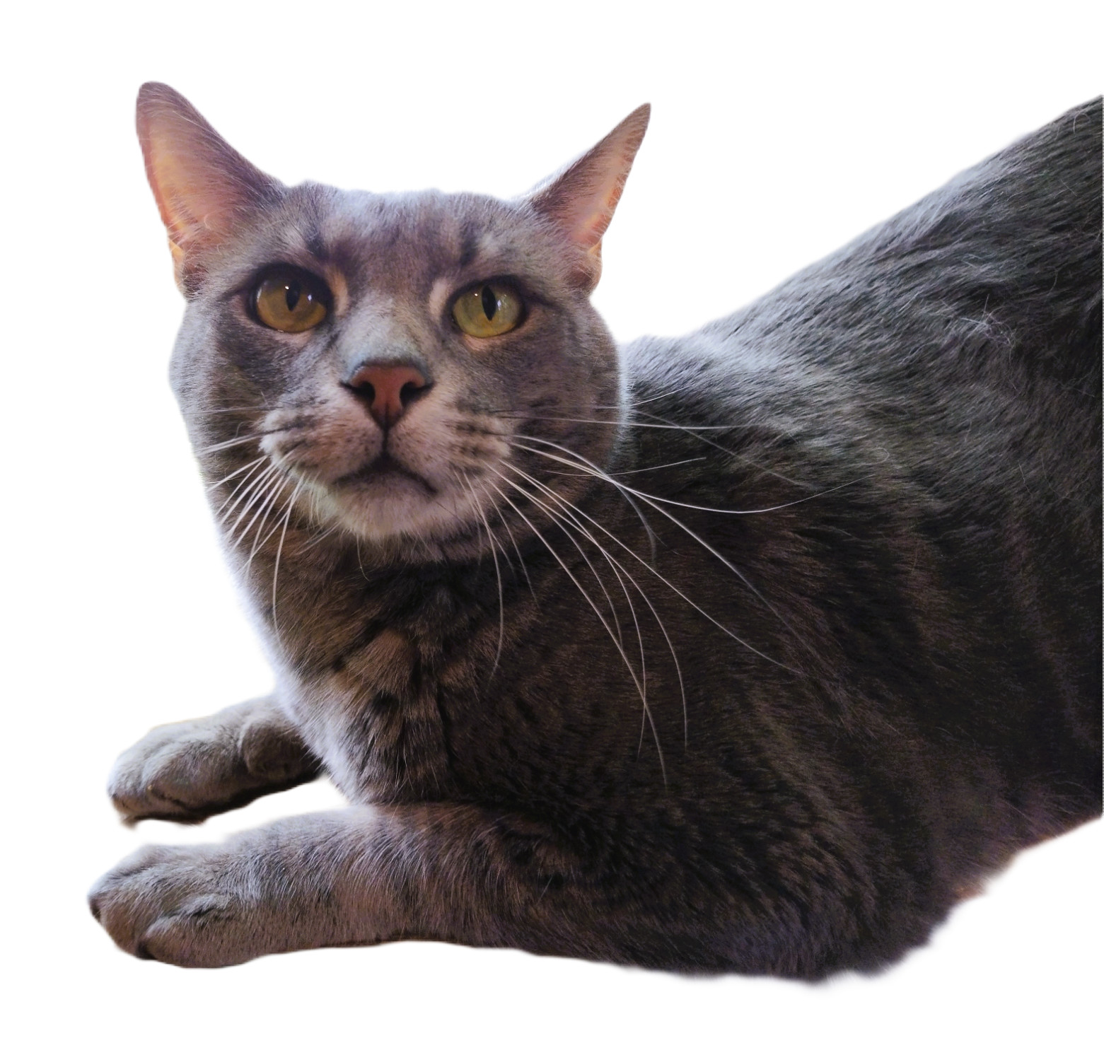 Grey, an adoptable Russian Blue, Domestic Short Hair in Sapulpa, OK, 74066 | Photo Image 6