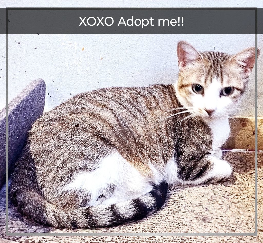 Annie, an adoptable Domestic Short Hair in Sapulpa, OK, 74066 | Photo Image 1