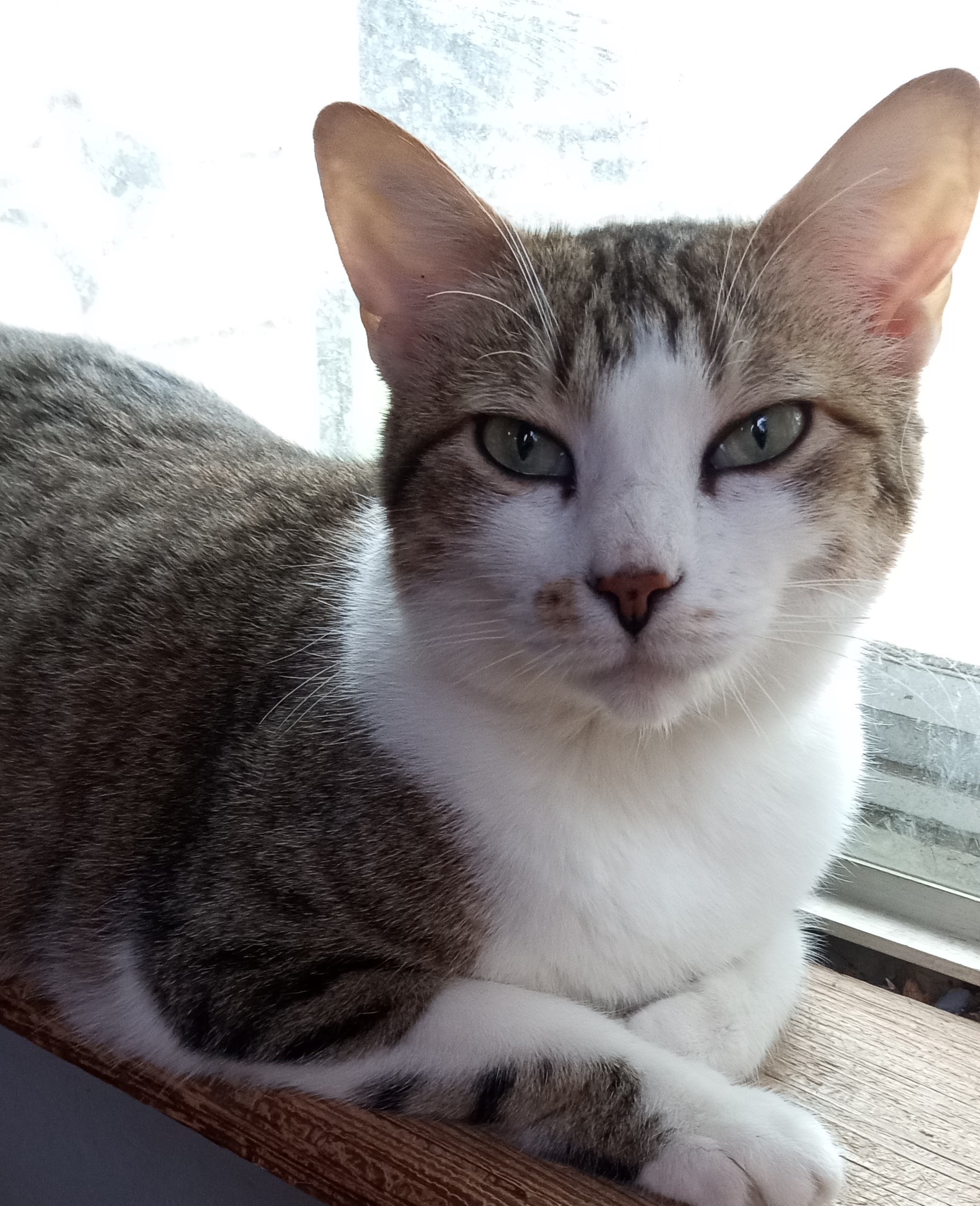 Annie, an adoptable Domestic Short Hair in Sapulpa, OK, 74066 | Photo Image 1