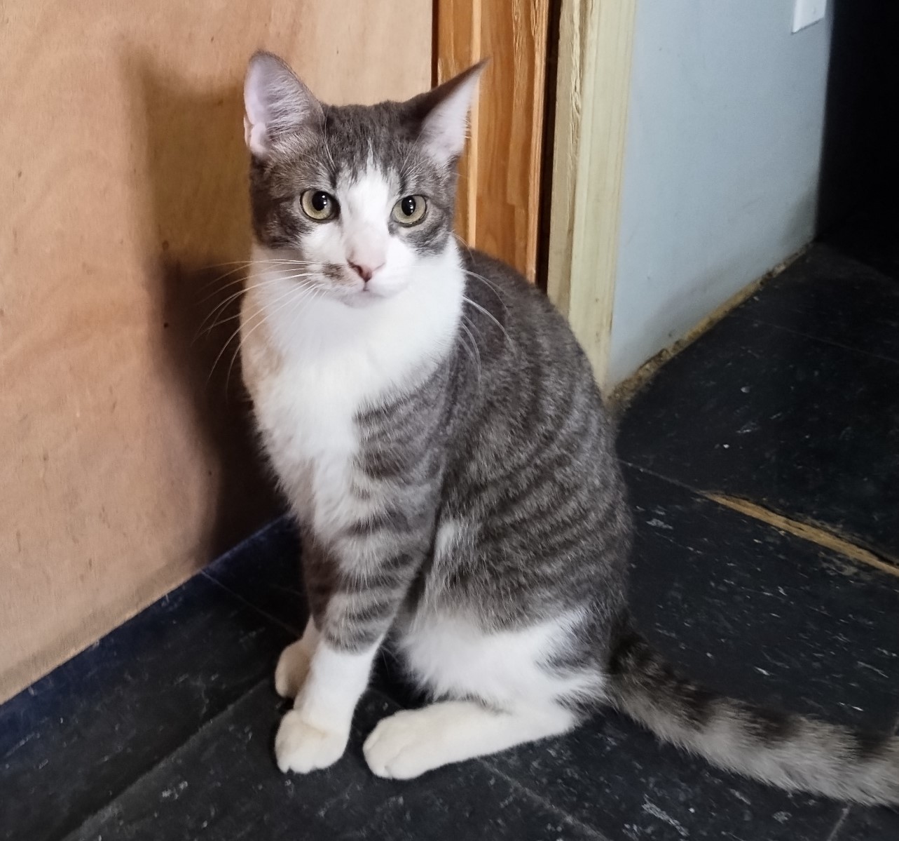 Silver, an adoptable Domestic Short Hair in Sapulpa, OK, 74066 | Photo Image 2