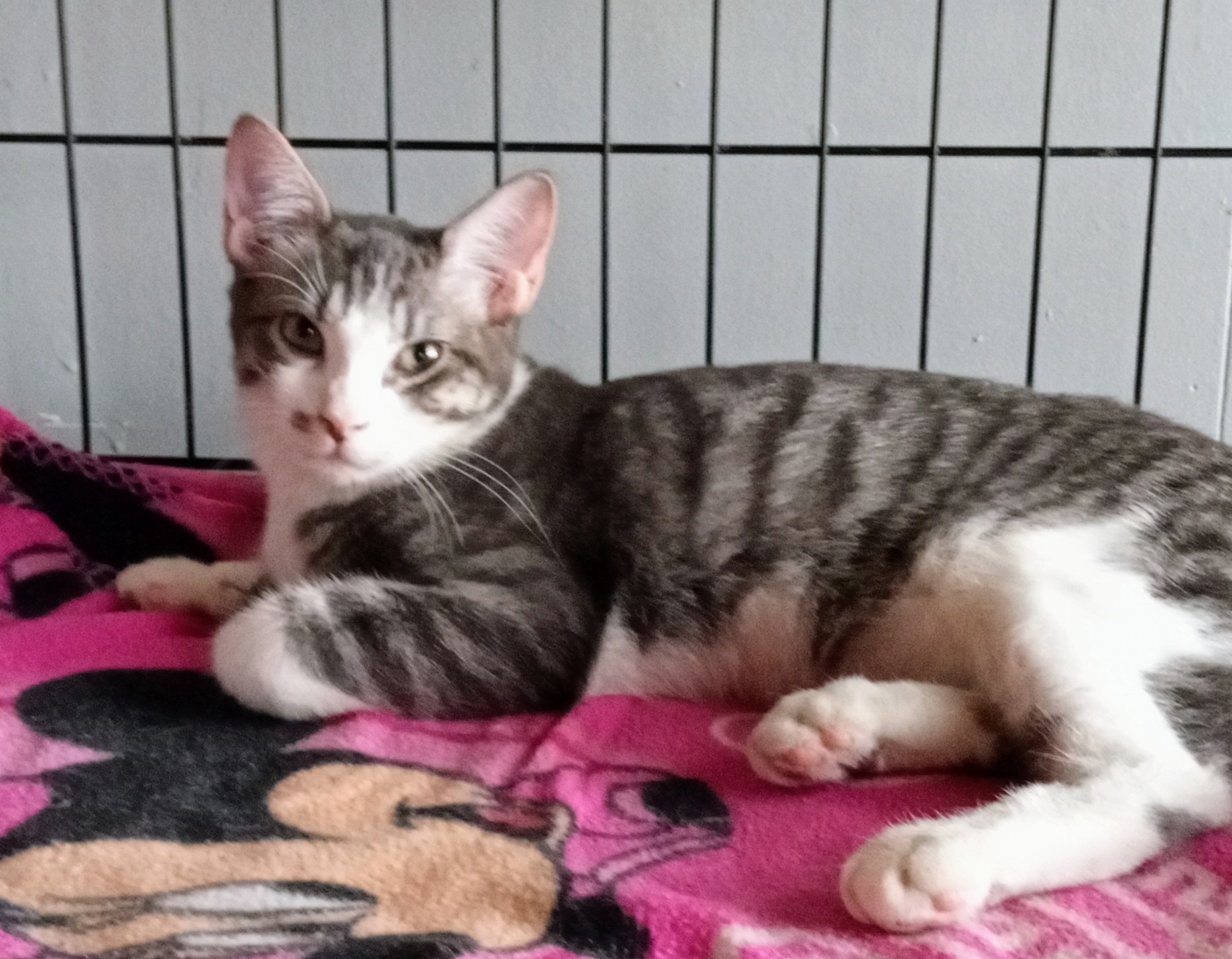 Silver, an adoptable Domestic Short Hair in Sapulpa, OK, 74066 | Photo Image 2