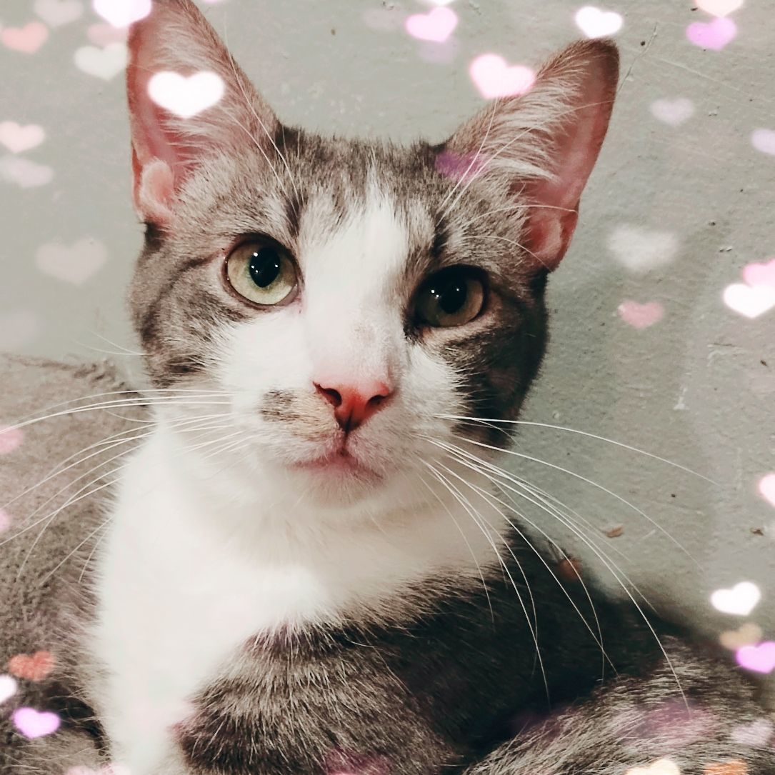 Silver, an adoptable Domestic Short Hair in Sapulpa, OK, 74066 | Photo Image 4