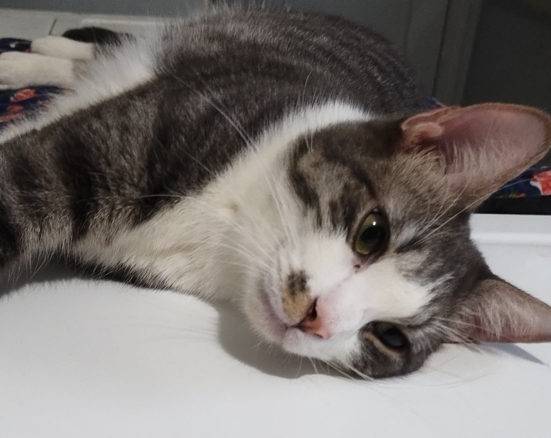 Silver, an adoptable Domestic Short Hair in Sapulpa, OK, 74066 | Photo Image 6