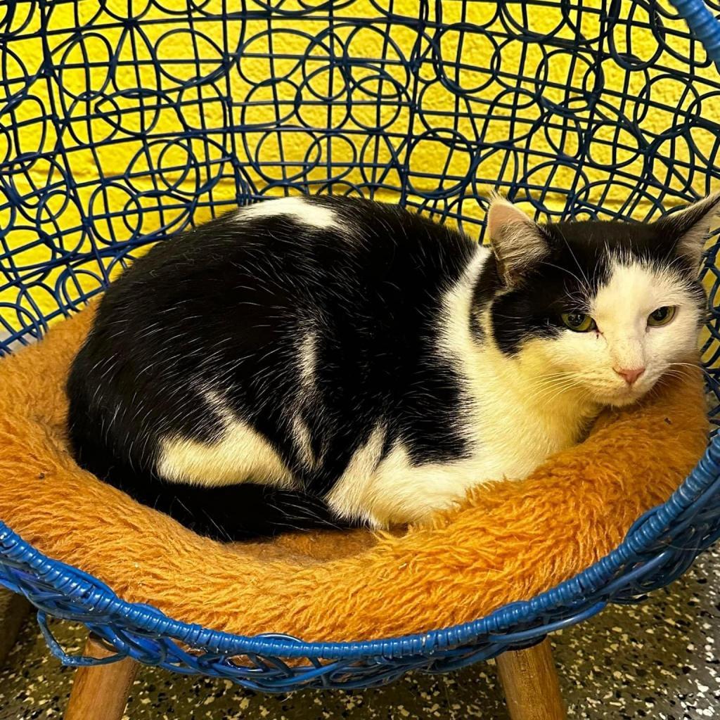 Marie, an adoptable Domestic Medium Hair in Parkersburg, WV, 26101 | Photo Image 1