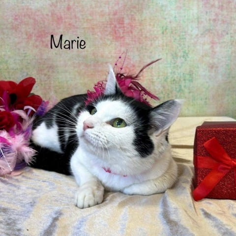 Marie 2
