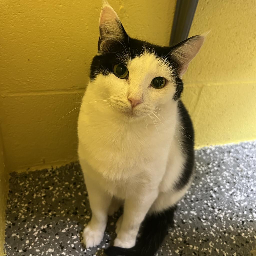 Marie, an adoptable Domestic Medium Hair in Parkersburg, WV, 26101 | Photo Image 2