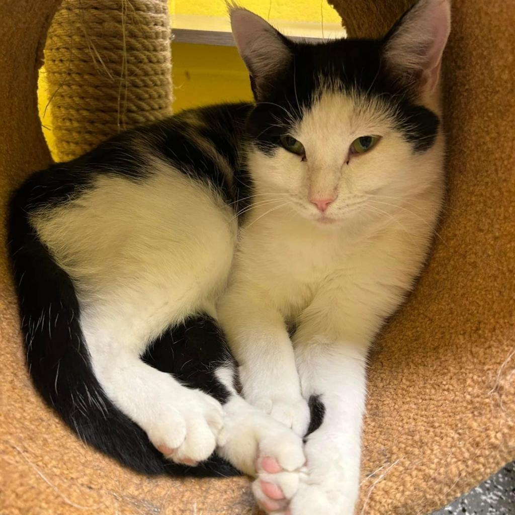 Marie, an adoptable Domestic Medium Hair in Parkersburg, WV, 26101 | Photo Image 3