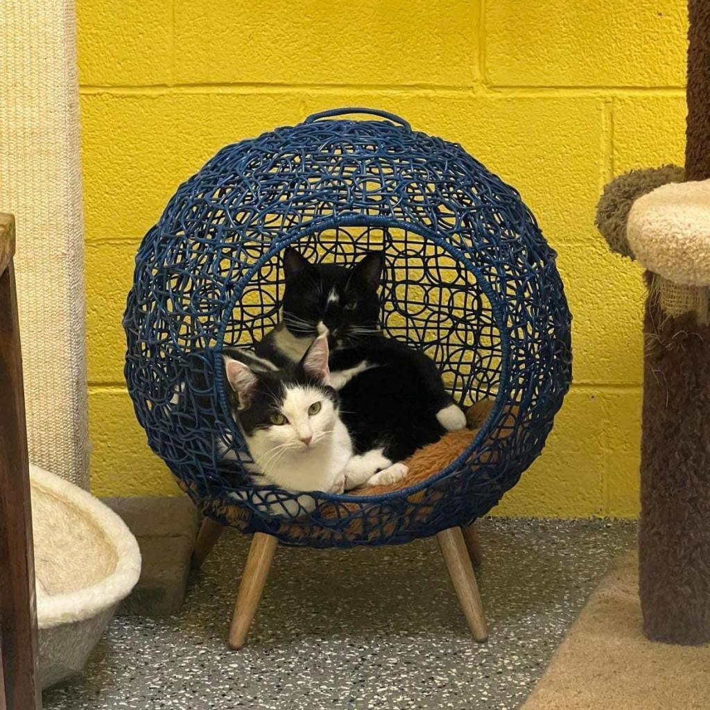 Marie, an adoptable Domestic Medium Hair in Parkersburg, WV, 26101 | Photo Image 4