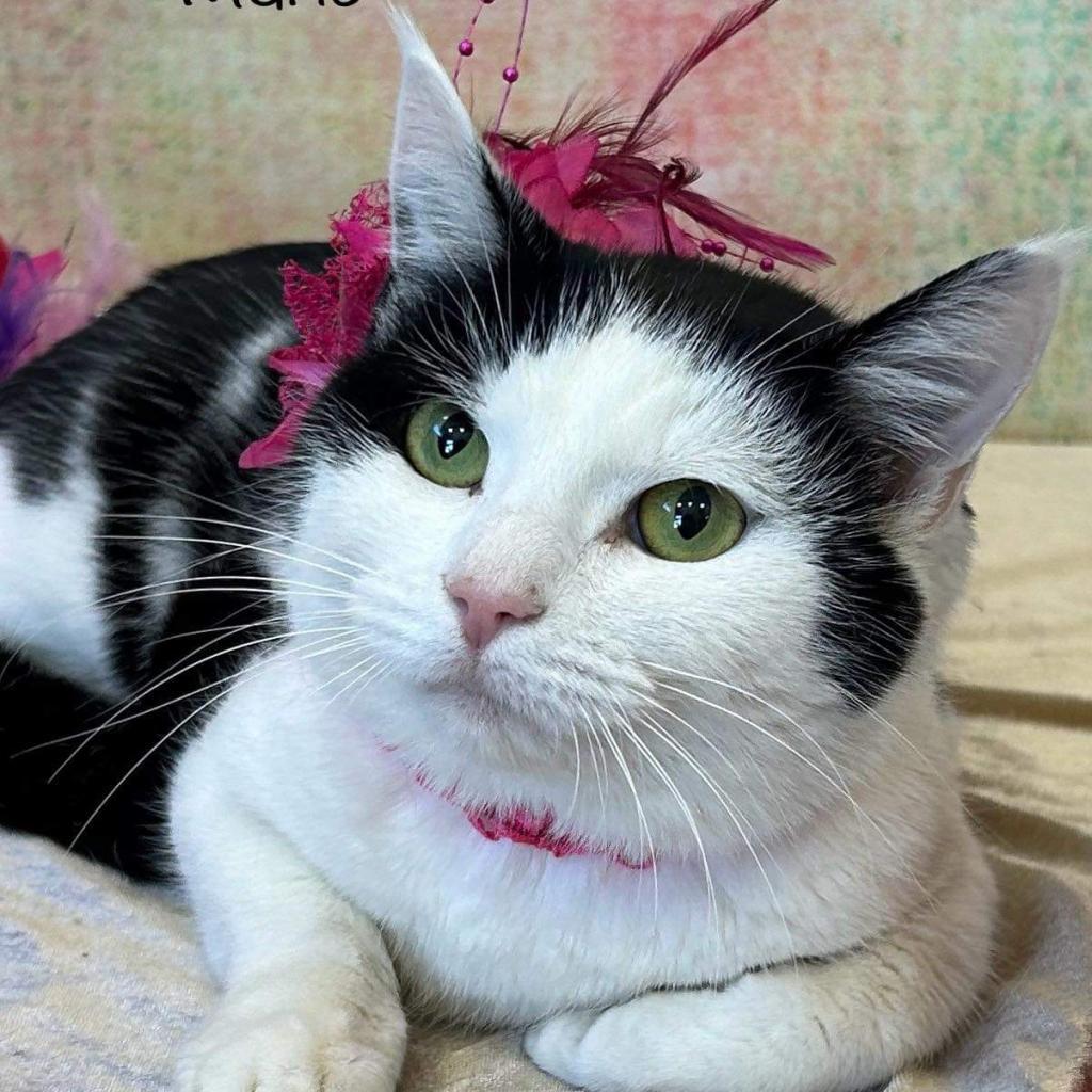 Marie, an adoptable Domestic Medium Hair in Parkersburg, WV, 26101 | Photo Image 5