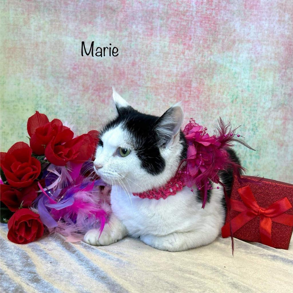 Marie, an adoptable Domestic Medium Hair in Parkersburg, WV, 26101 | Photo Image 6