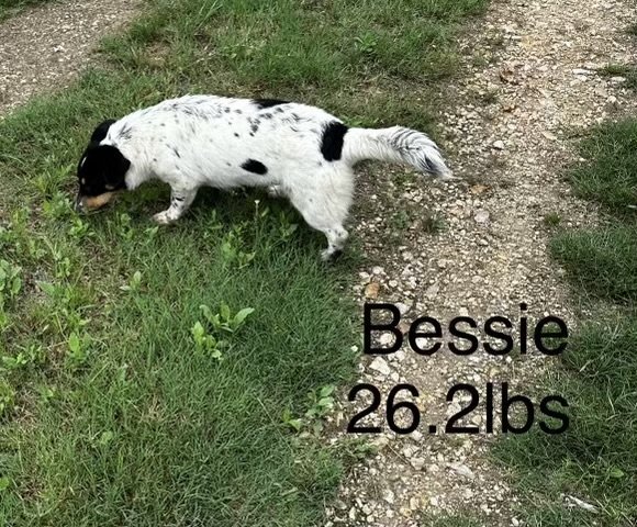 Bessie 3