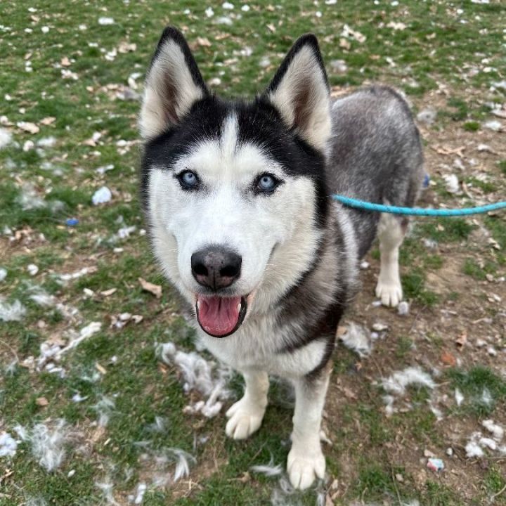 Rhea, an adoptable Husky in Myerstown, PA_image-1