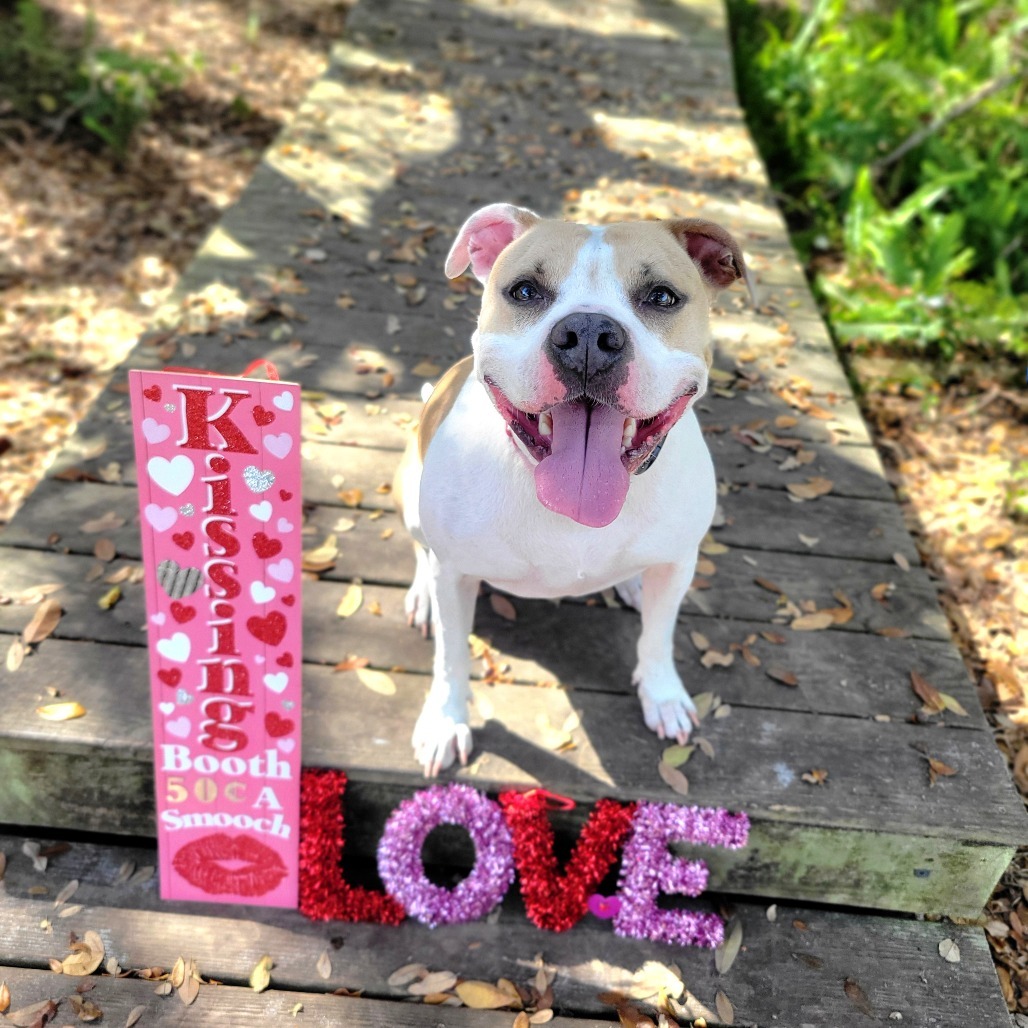 Luna, an adoptable Mixed Breed in Port Charlotte, FL, 33980 | Photo Image 1