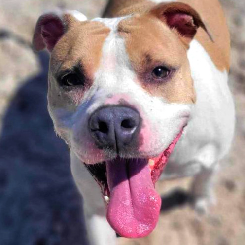 Luna aka Loony Tunes, an adoptable Mixed Breed in Port Charlotte, FL, 33980 | Photo Image 1