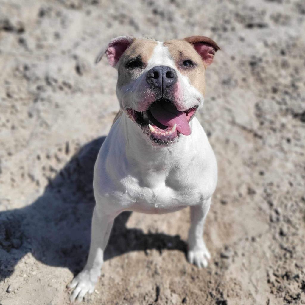 Luna aka Loony Tunes, an adoptable Mixed Breed in Port Charlotte, FL, 33980 | Photo Image 2