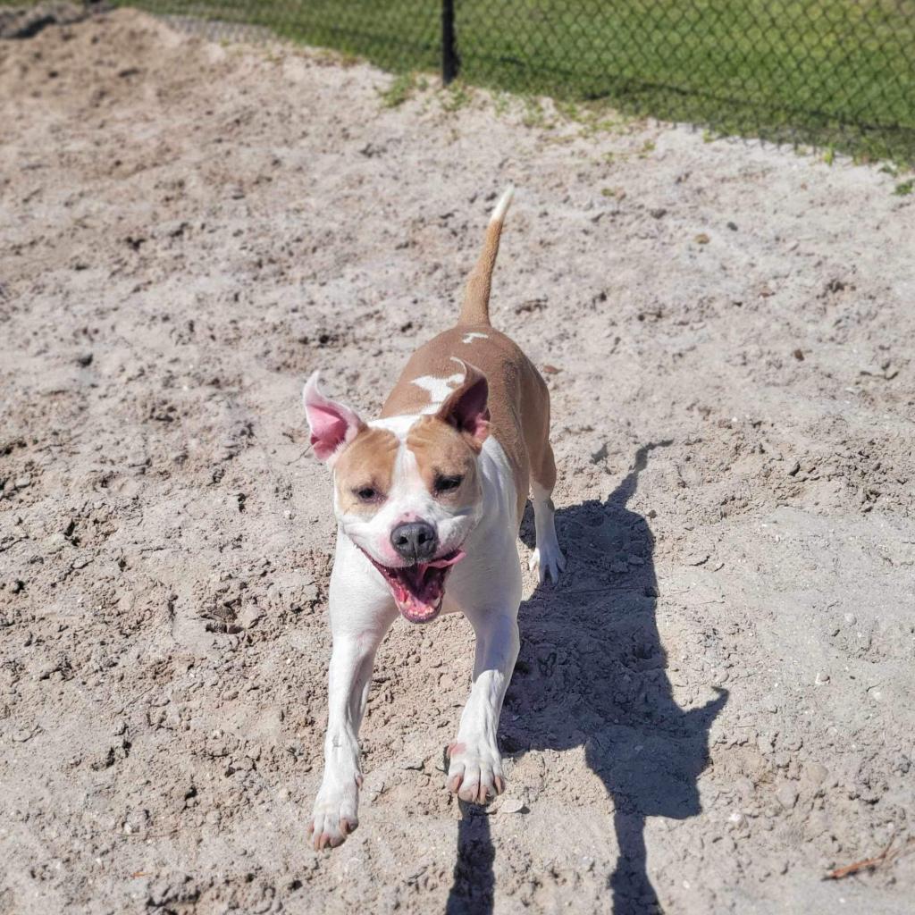 Luna aka Loony Tunes, an adoptable Mixed Breed in Port Charlotte, FL, 33980 | Photo Image 3
