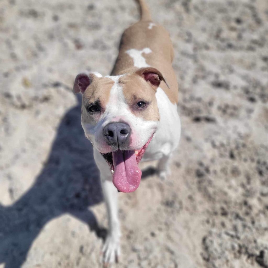 Luna, an adoptable Mixed Breed in Port Charlotte, FL, 33980 | Photo Image 4