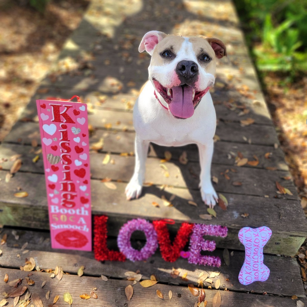 Luna aka Loony Tunes, an adoptable Mixed Breed in Port Charlotte, FL, 33980 | Photo Image 4