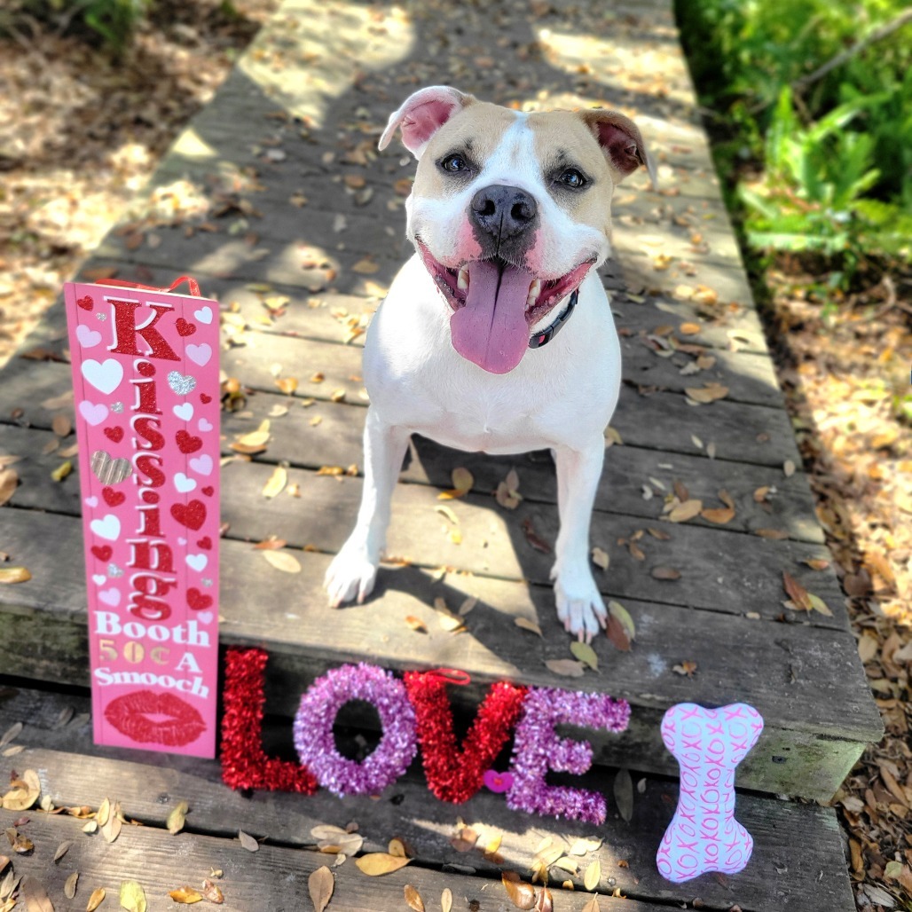 Luna aka Loony Tunes, an adoptable Mixed Breed in Port Charlotte, FL, 33980 | Photo Image 5
