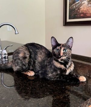 Whackie is a beautiful Tortie girl who came to Good Mews when a Good Samaritan rescued her at 5 week