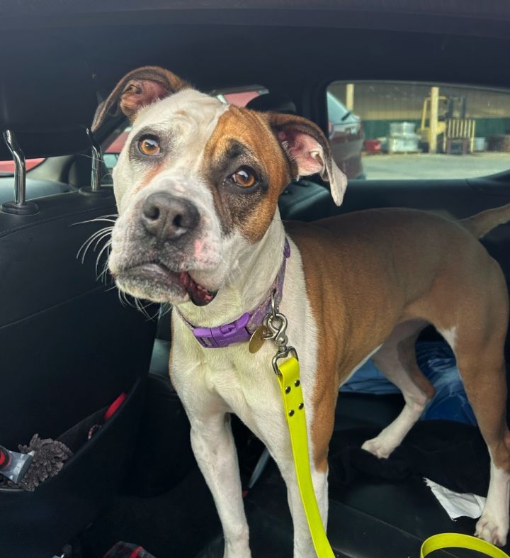 Dog for adoption - Lacey, a Boxer Mix in Leavenworth, KS | Petfinder