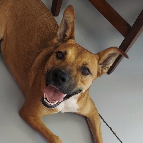 Shelby, an adoptable Shepherd in Ponca City, OK, 74604 | Photo Image 1