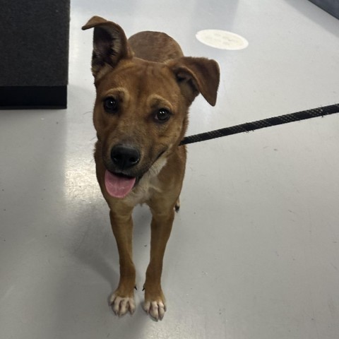 Shelby, an adoptable Shepherd in Ponca City, OK, 74604 | Photo Image 2