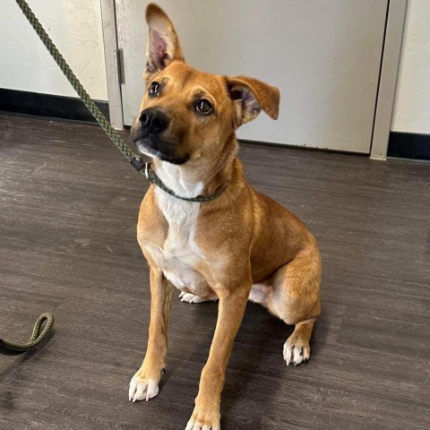 Shelby, an adoptable Shepherd in Ponca City, OK, 74604 | Photo Image 3